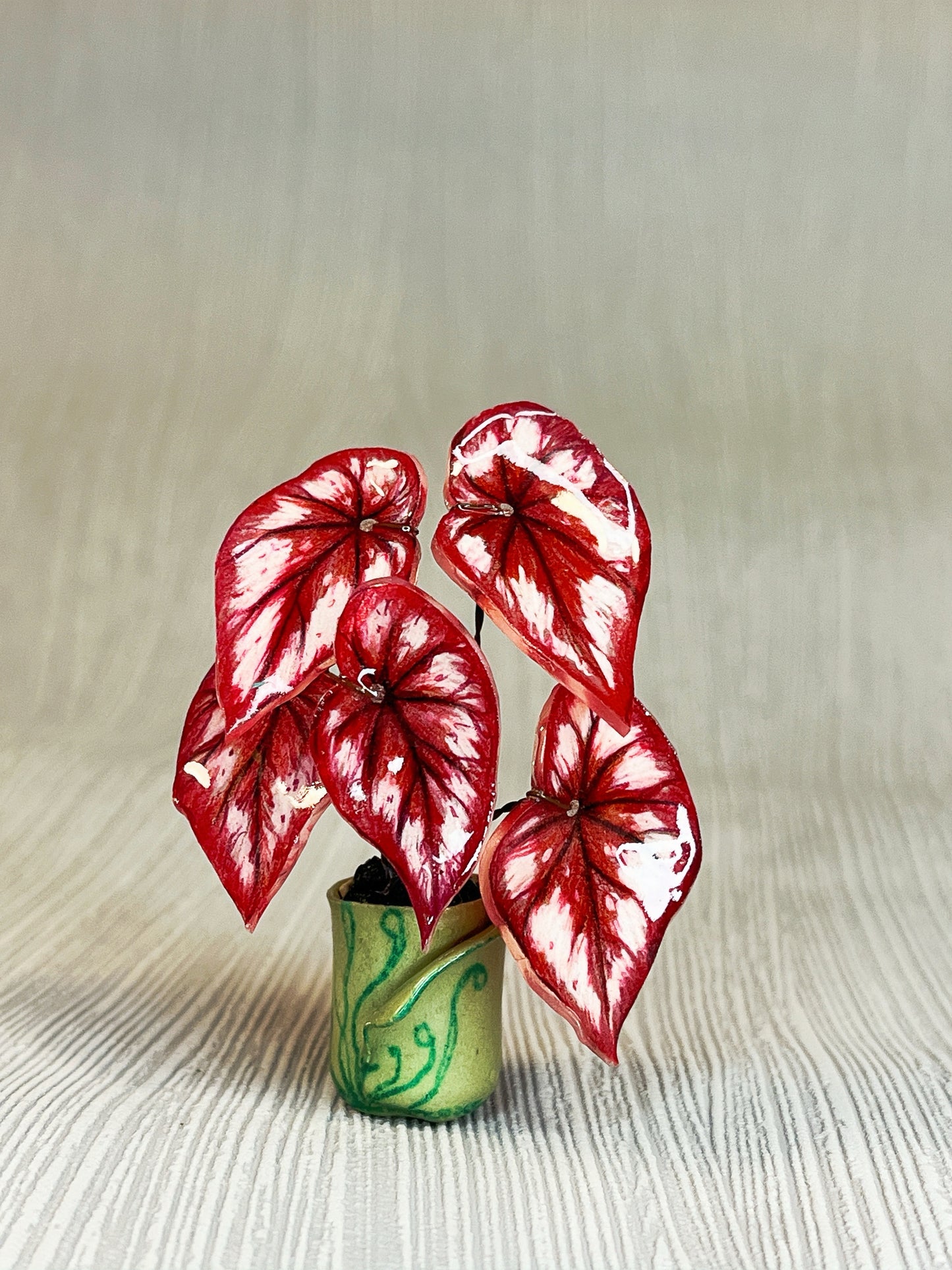 Caladium „Bloody Angel“ - Caladium Magnet