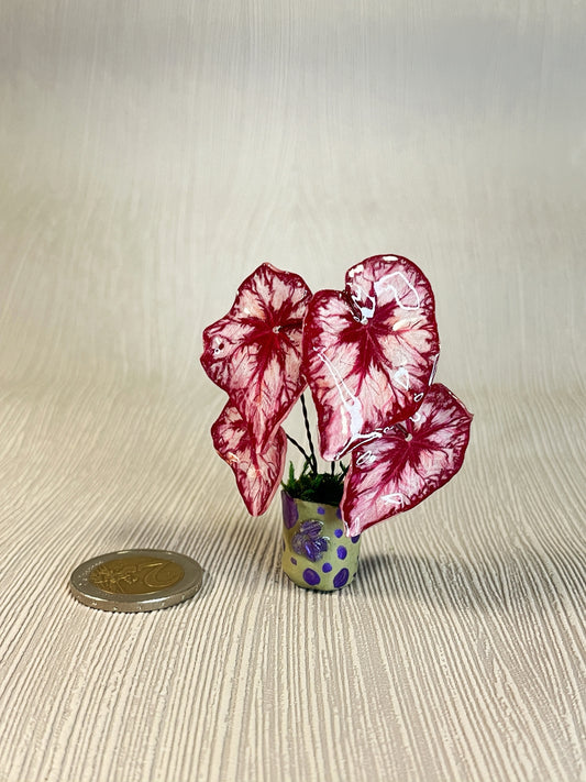 Caladium „Candy Heart“ - Caladium Magnet
