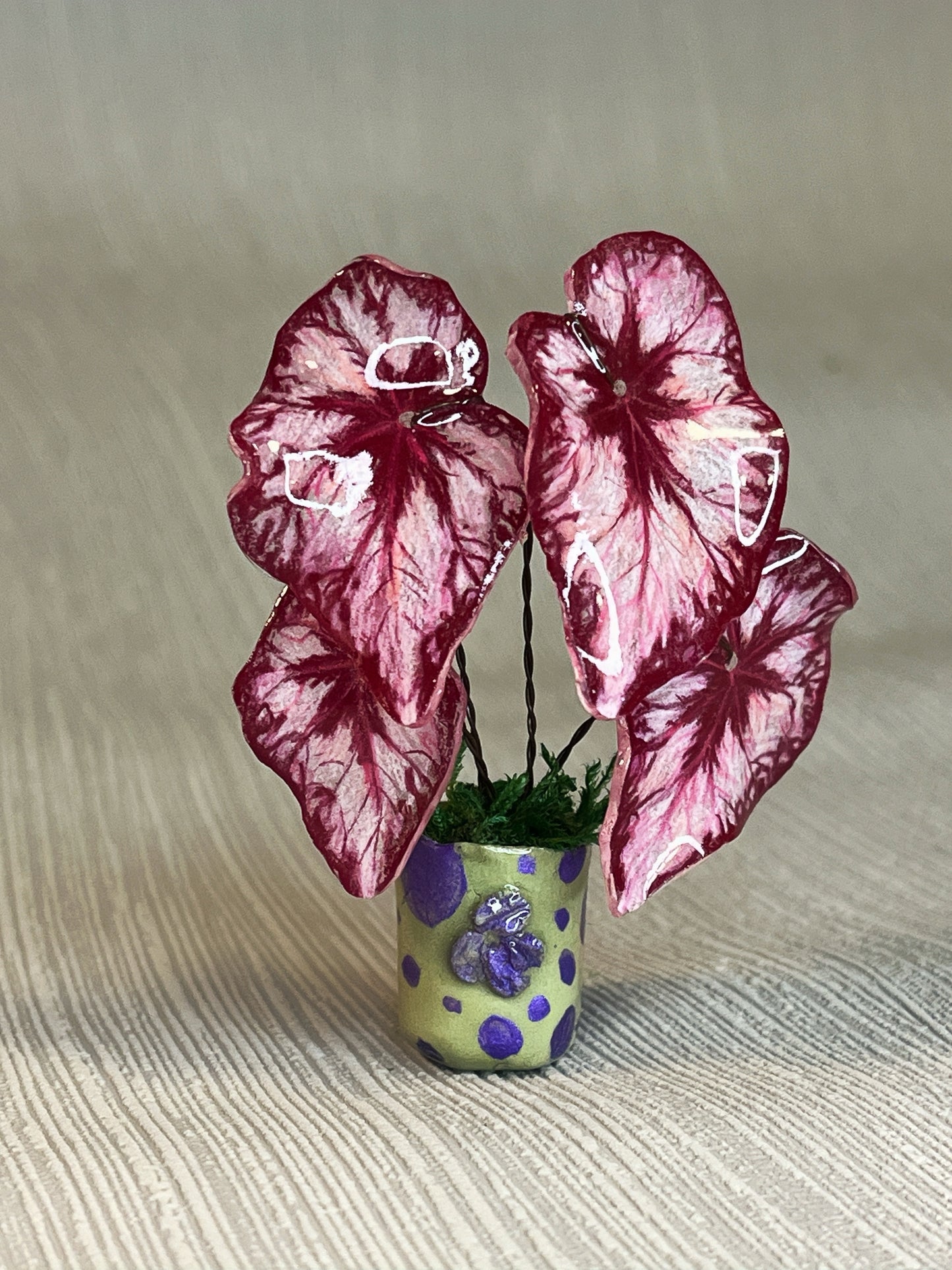 Caladium „Candy Heart“ - Caladium Magnet