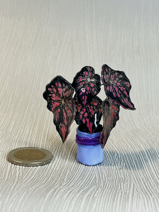 Begonia „Black Mamba“– Begonia Magnet
