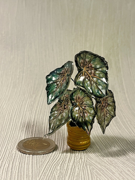 Begonia „Emerald Star" - Begonia Magnet