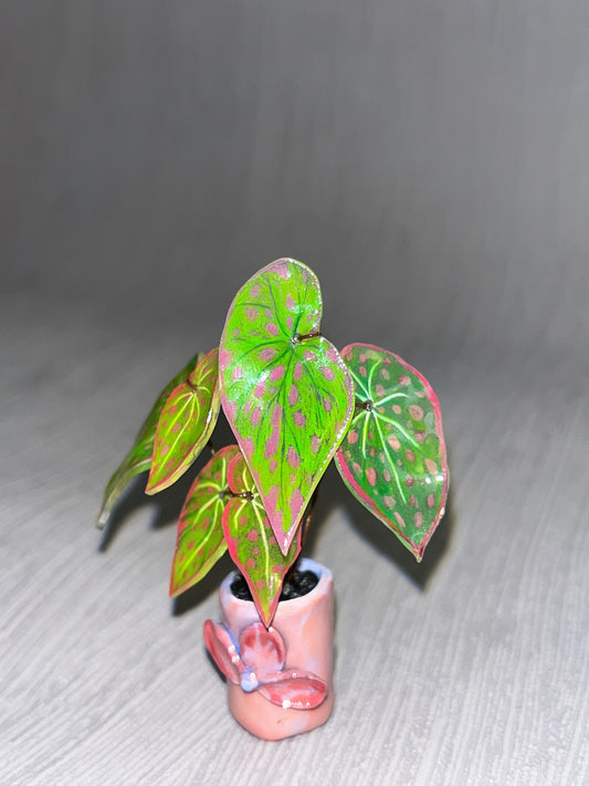 Begonia ´Pink Lime Splash´ - Begonia Magnet