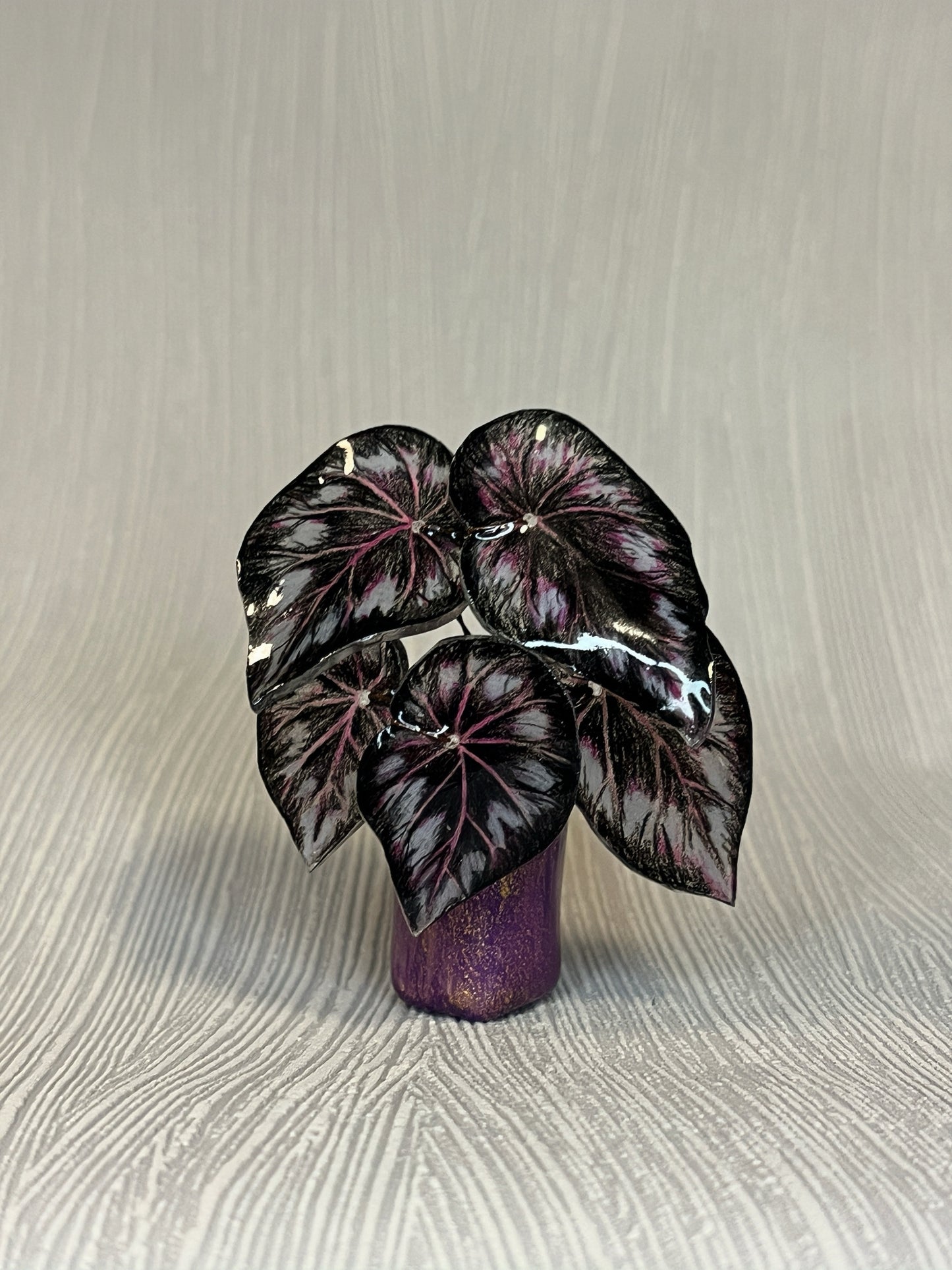 Begonia „Dark Mambo" - Begonia Magnet