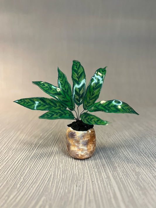 Aglaonema " Tigress" - Kolbenfaden Magnet