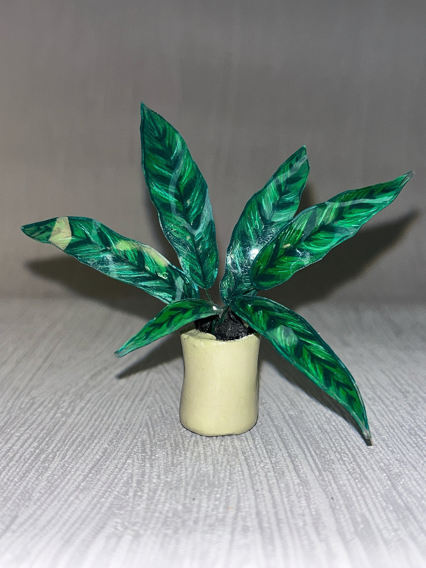 Aglaonema " Tigress" - Kolbenfaden Magnet