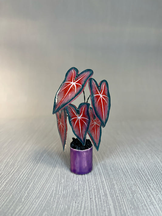 Alocasia ‘Red Mambo’– Alocasia Magnet