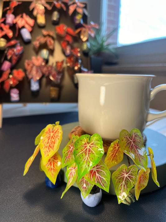 Begonia ´Lime Ginger ´ - Begonia Magnet