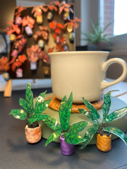 Aglaonema " Tigress" - Kolbenfaden Magnet