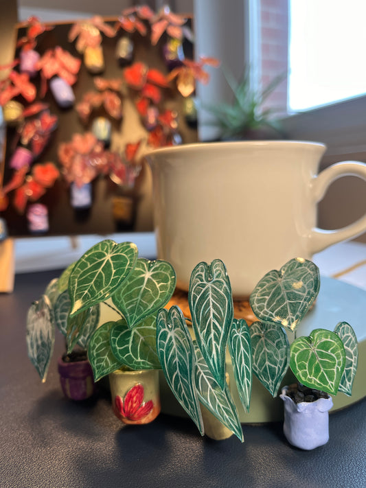 Alocasia ‘Frydek Variegata’ – Alocasia Magnet