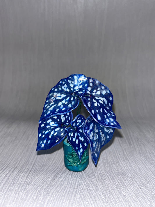 Begonia „Blue Galaxy“– Begonia Magnet