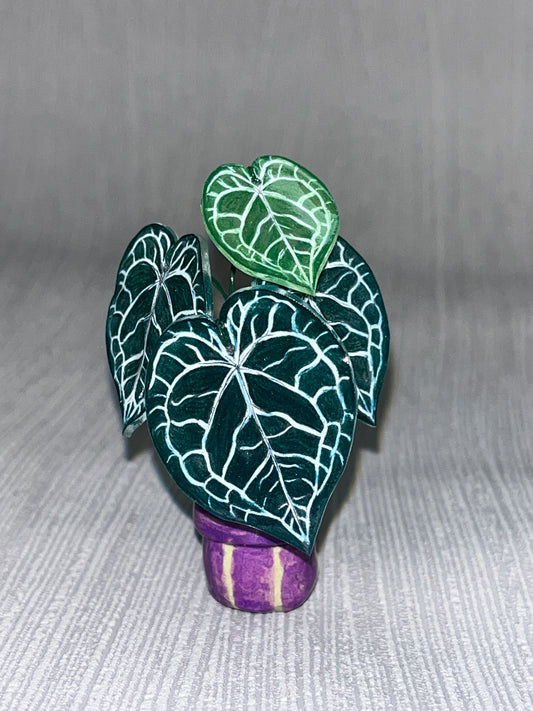 Anthurium “Crystal Heart" – Anthurium Magnet