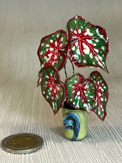 Begonia ‘Red Maculata’“- Begonia Magnet