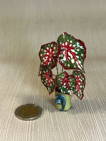 Begonia ‘Red Maculata’“- Begonia Magnet