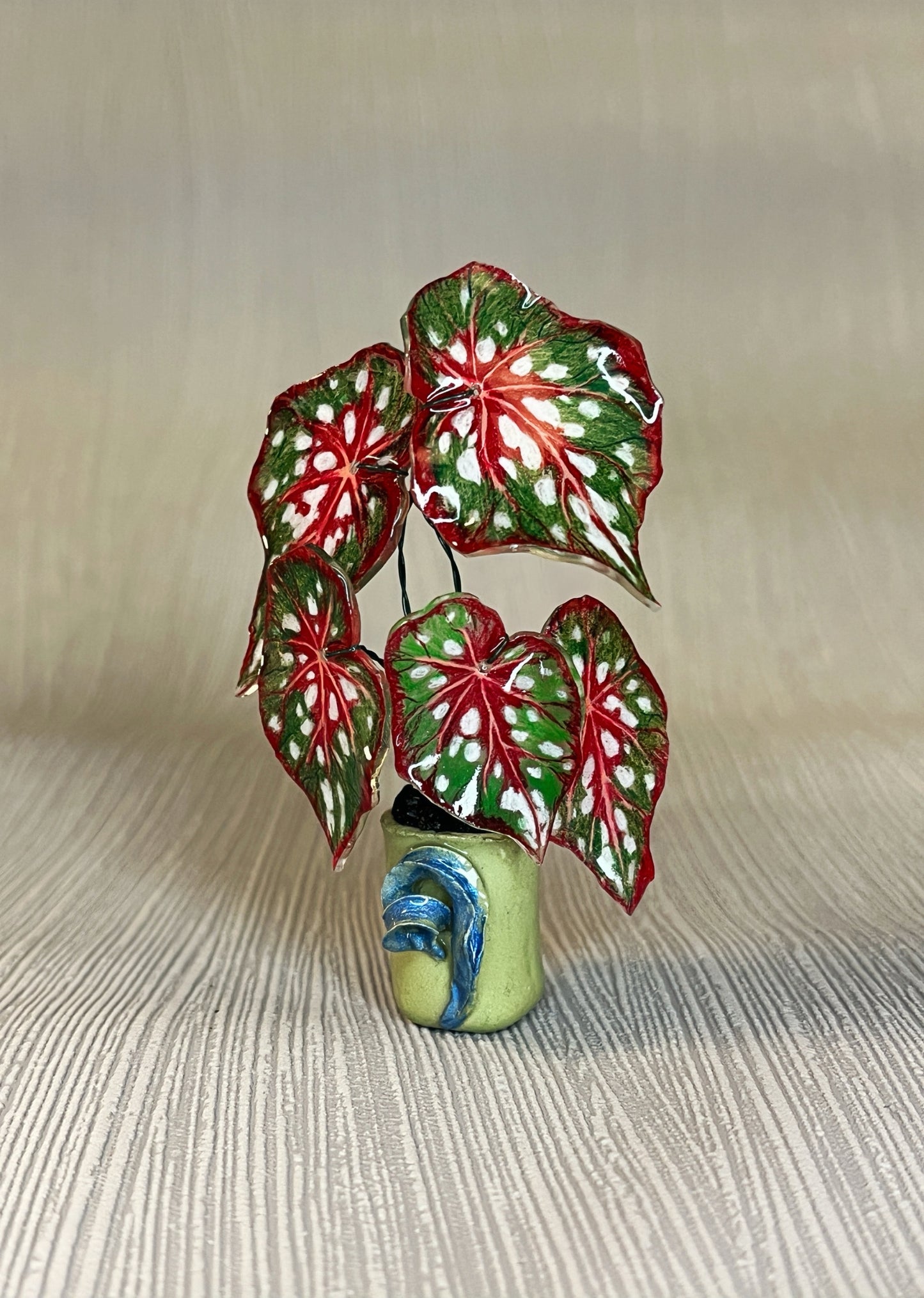 Begonia ‘Red Maculata’“- Begonia Magnet