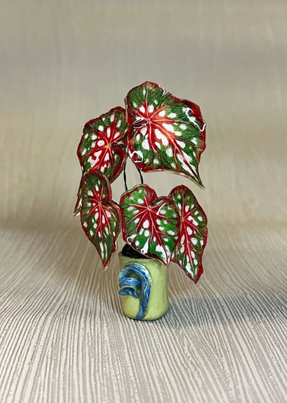 Begonia ‘Red Maculata’“- Begonia Magnet