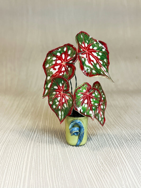 Begonia  Caladium „White Majesty Begonia Magnet