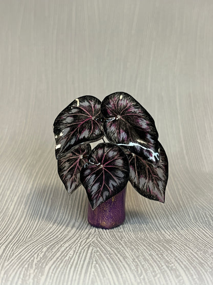 Begonia „Dark Mambo" - Begonia Magnet