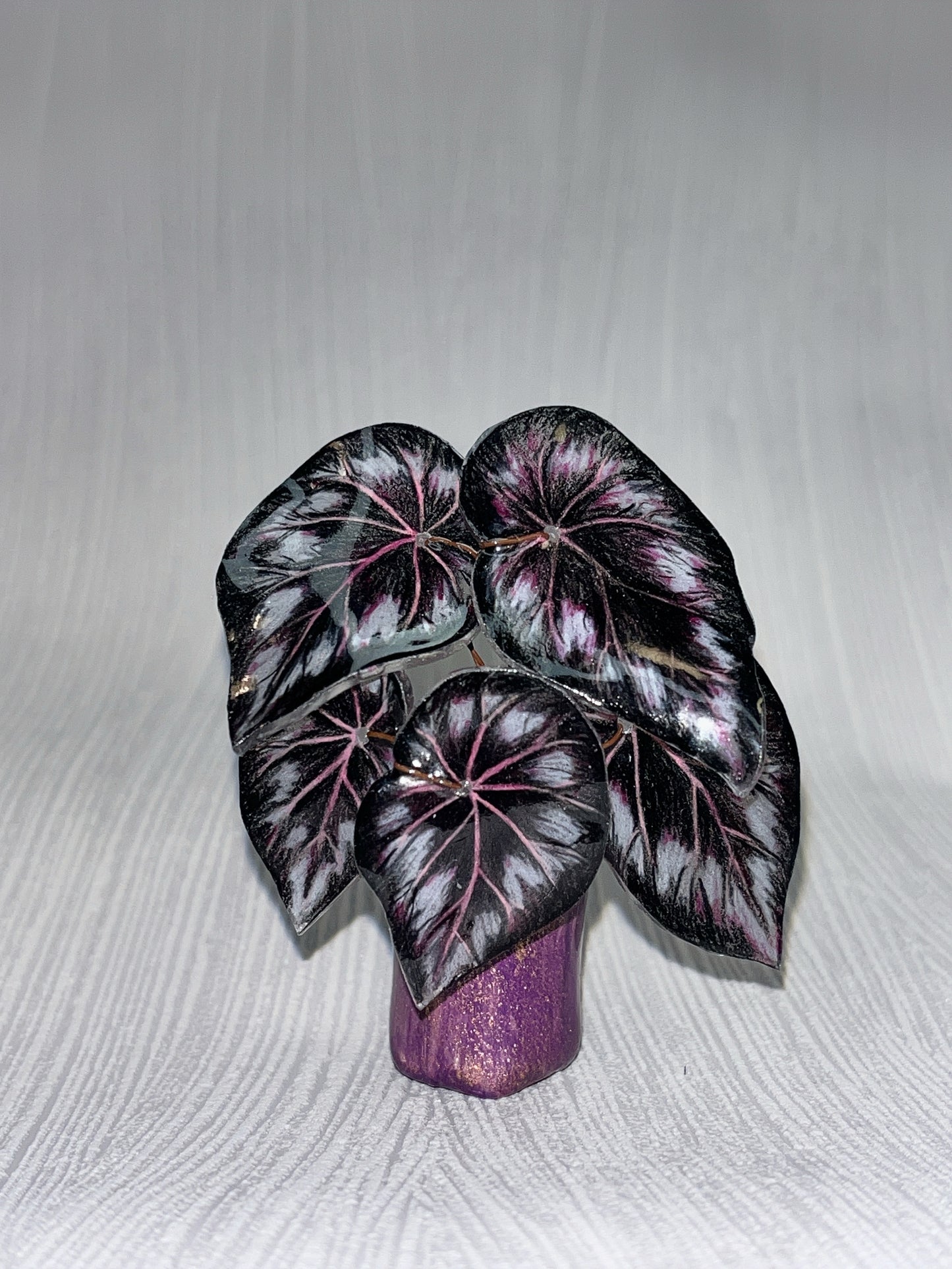 Begonia „Dark Mambo" - Begonia Magnet