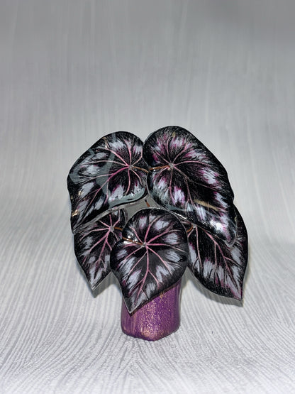 Begonia „Dark Mambo" - Begonia Magnet