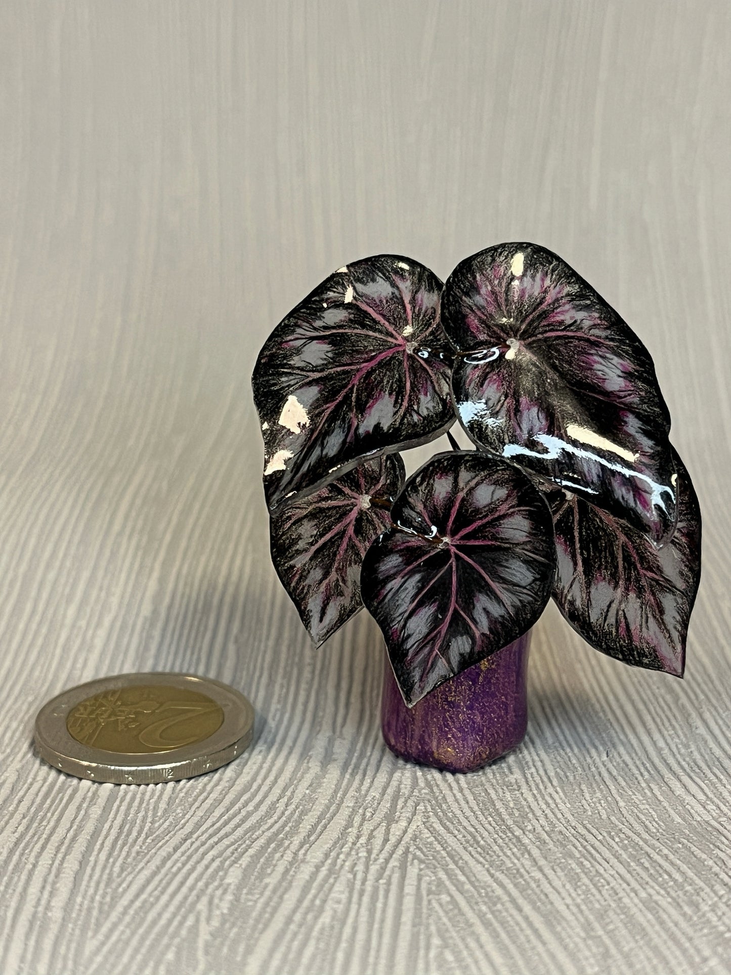 Begonia „Dark Mambo" - Begonia Magnet