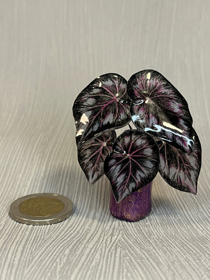 Begonia „Dark Mambo" - Begonia Magnet